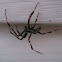 Unknown Orb Weaver