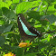 Common Bluebottle