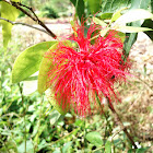 the wilting calliandra