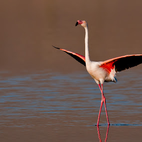 by Gorazd Golob - Animals Birds
