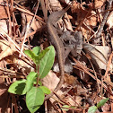 Anole