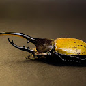 Hercules beetle