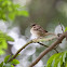 Sparrow