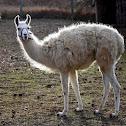 Llama