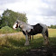  Irish Cob, Gipsy Horse, Gypsy Vanner