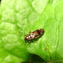 False Darkling Beetle