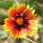 Firewheel