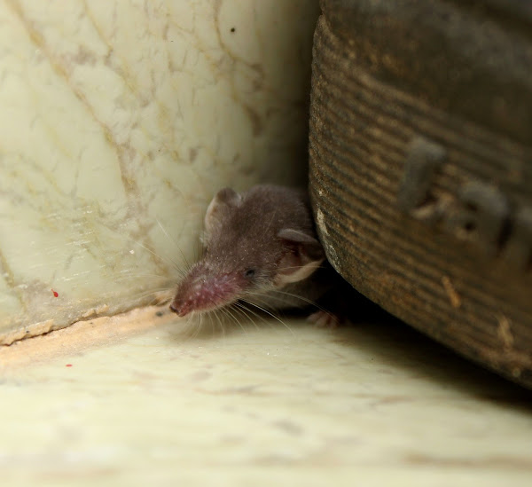 shrew musk