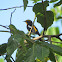 Narcissus Flycatcher, male