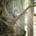 Eastern grey squirrel