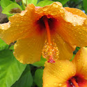 Orange Hibiscus
