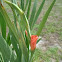 Gladiolus