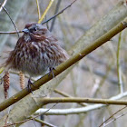 Song sparrow
