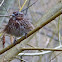 Song sparrow