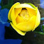 Yellow pond Lilly, Cow Lilly