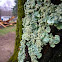 Lichen