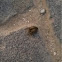 Golden Bug