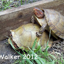 Three Toed Box Turtle