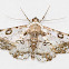 Crambid Moth