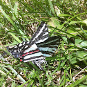 Zebra Swallowtail