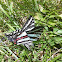 Zebra Swallowtail
