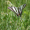 Zebra Swallowtail