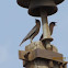 Brahminy Starling
