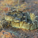 Black Tailed Rattlesnake