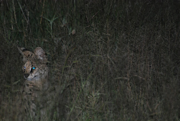 Spotting Image 1