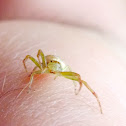 Green Flower Spider