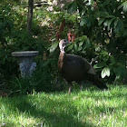 Eastern Wild Turkey