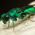 Cuckoo wasp