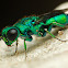 Cuckoo wasp