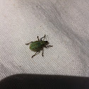 Green weevil