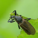 March Fly (Female)
