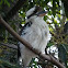 Kookaburra