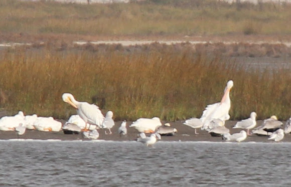Spotting Image 1