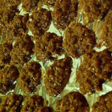 No Bake Choco-Peanut-Oatmeal Cookies
