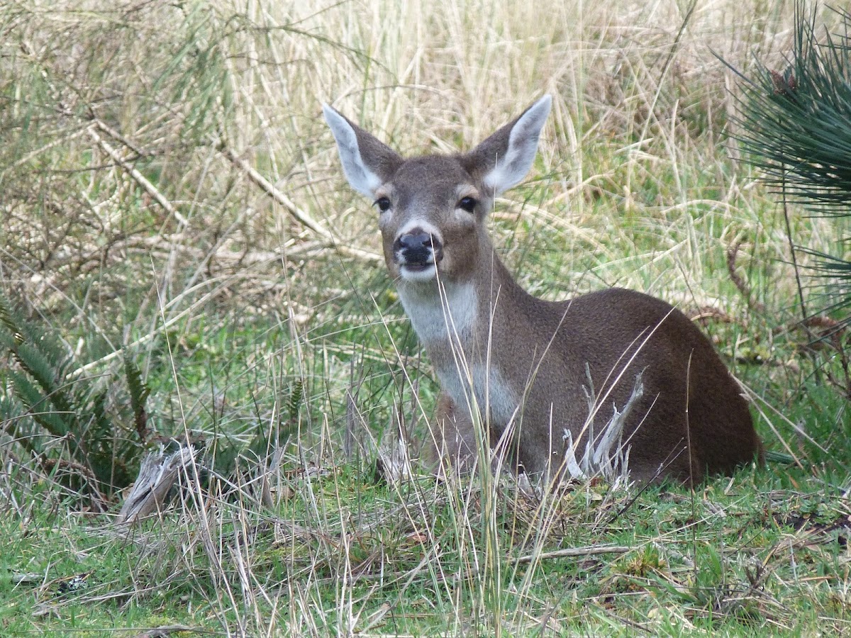 Unnamed spotting