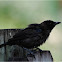 American Crow