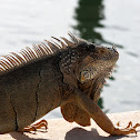 Green Iguana