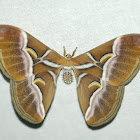 Wild silkmoth