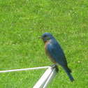 Eastern Bluebird