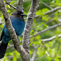 Steller's Jay