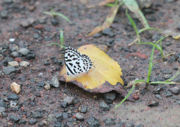 Spotting Image 1