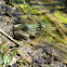 bullfrog