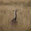 Kori Bustard in the grass