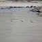 Arctic tern