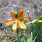Blackberry Lily
