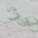 Giant Green Anemone